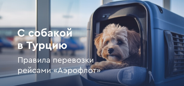 картинка - С собакой в Турцию